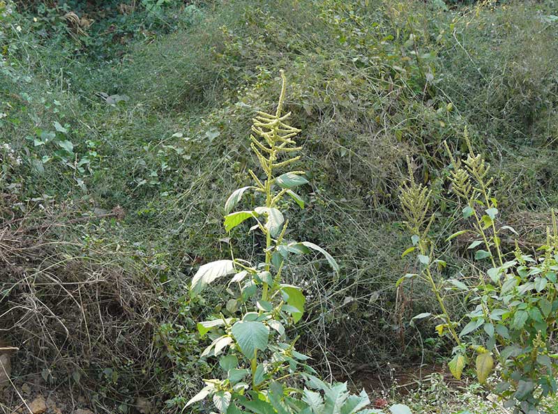 Vildväxande amarant i Indien